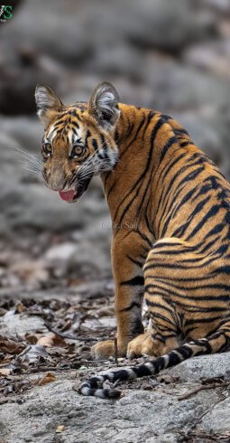 Tigers