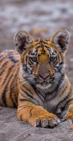 Tigers