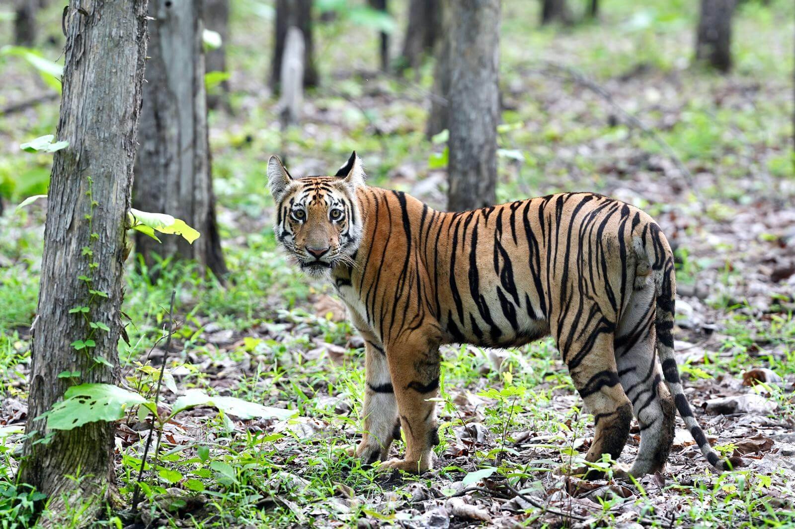 Tipeshwar Wildlife Sanctuary: A Hidden Gem for Nature Lovers