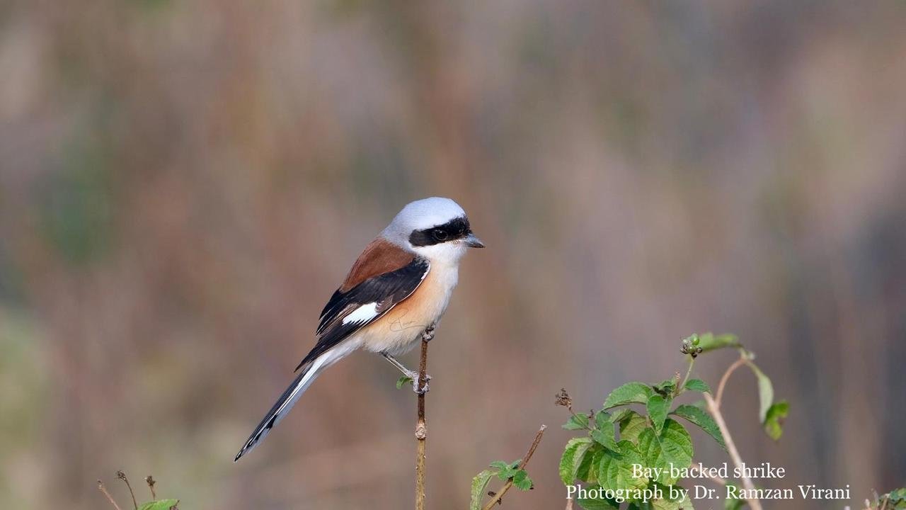  - Bay-Backed Shrike