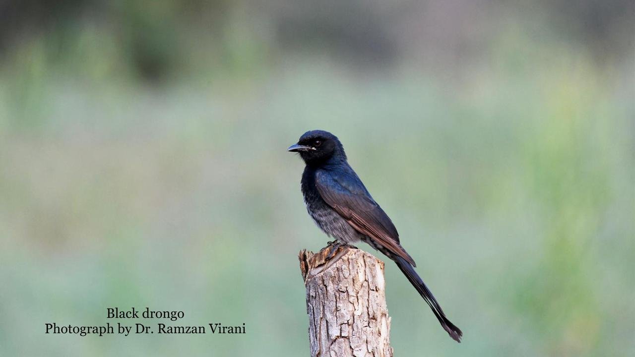  - Black Drongo