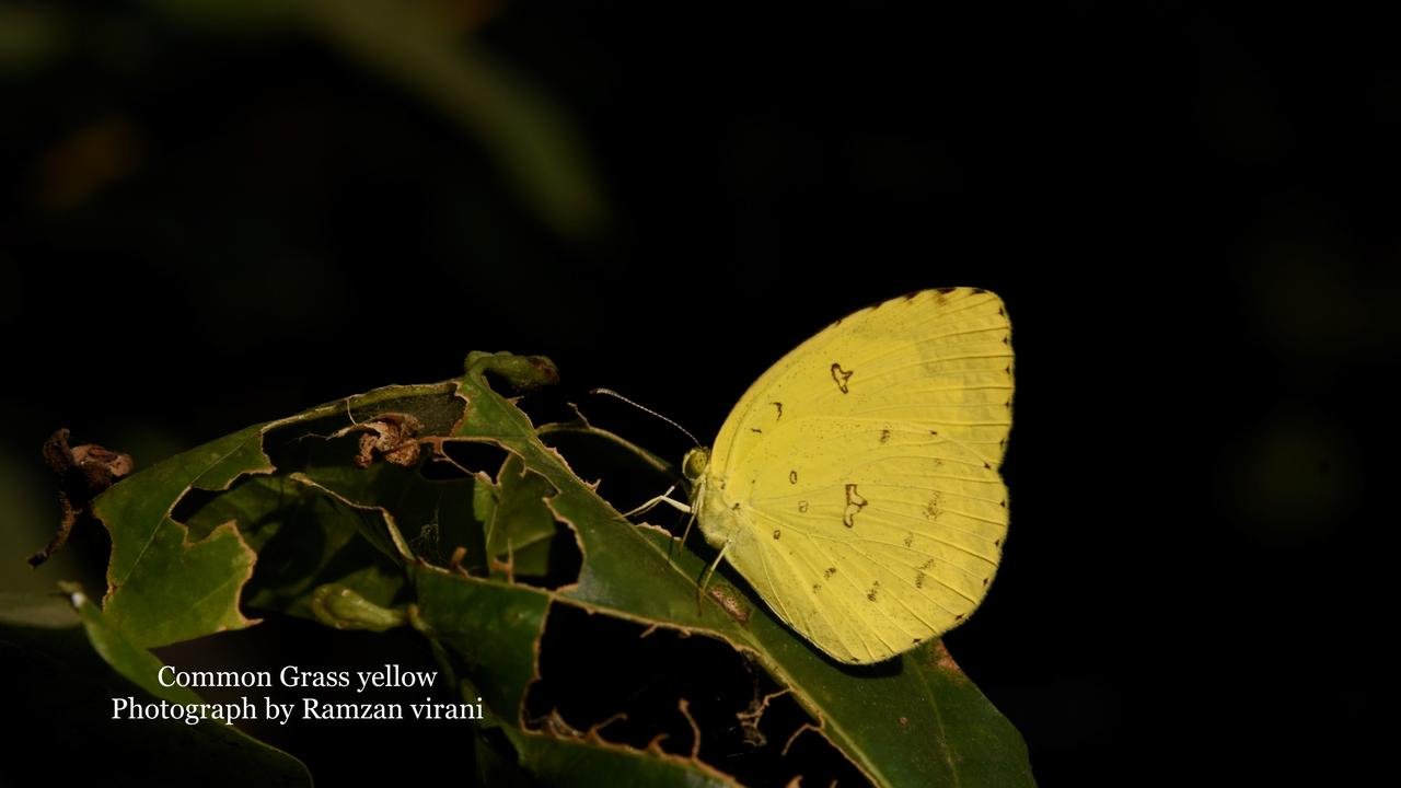  - Common Grass Yellow