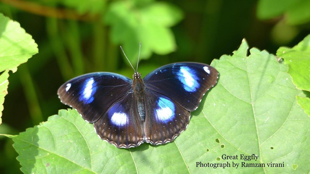  - Great Eggfly