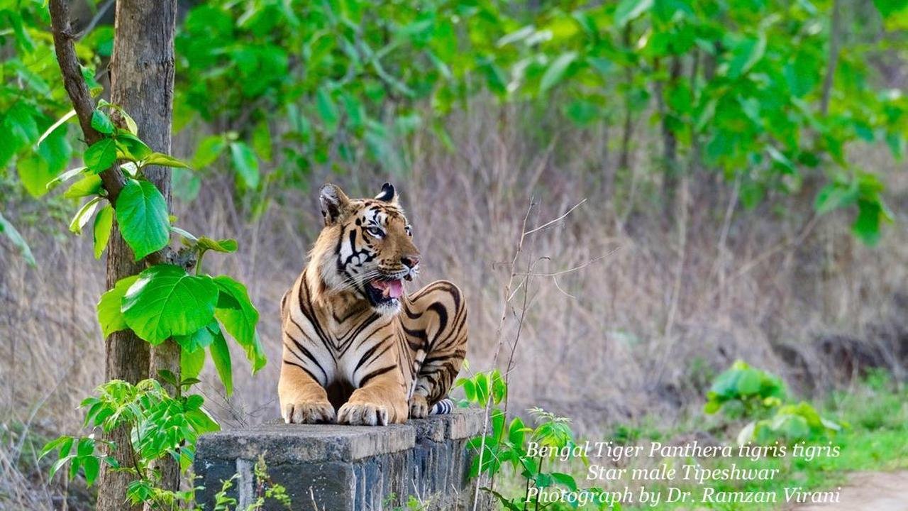  - Bengal Tiger