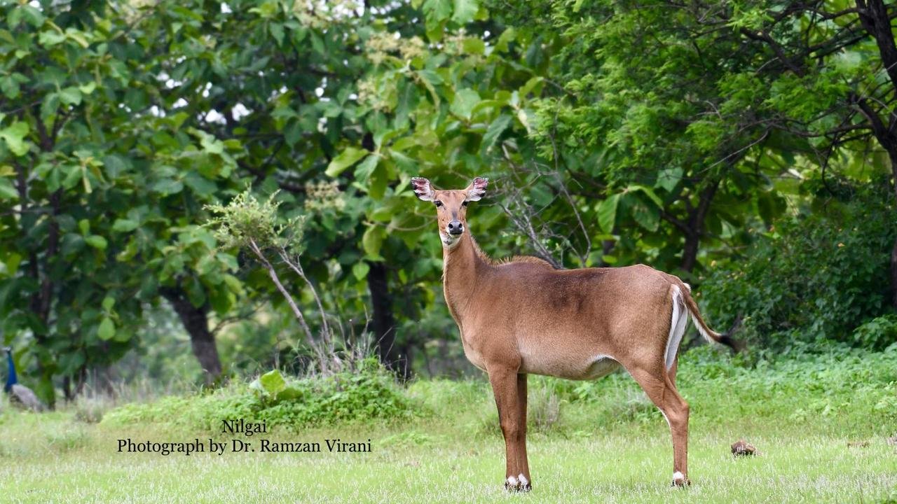  - Nilgai