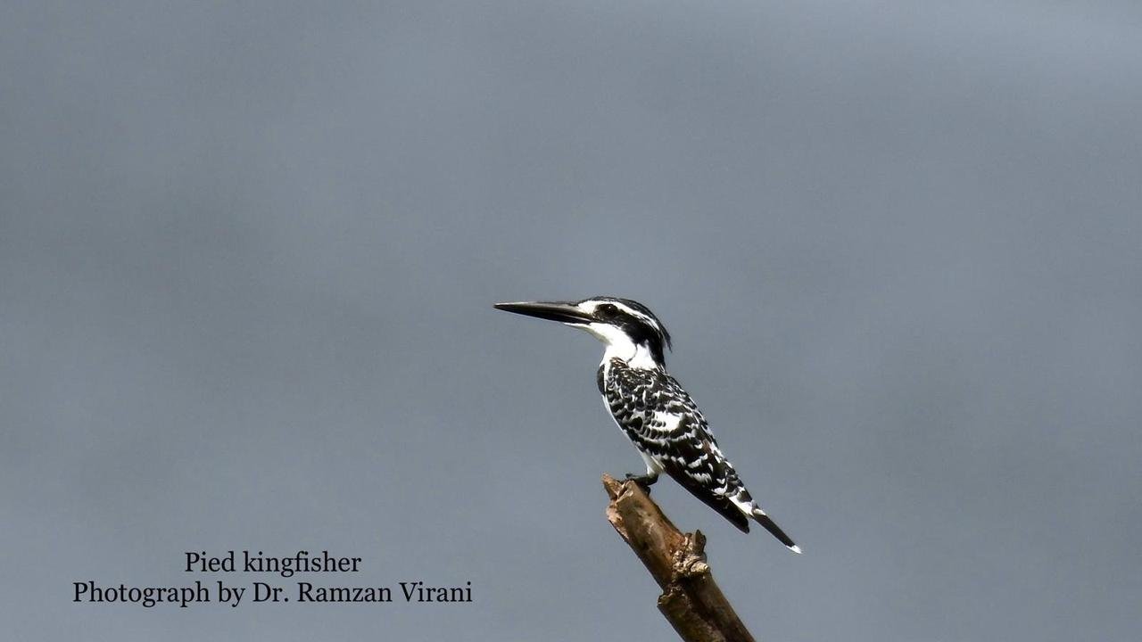  - Pied Kingfisher