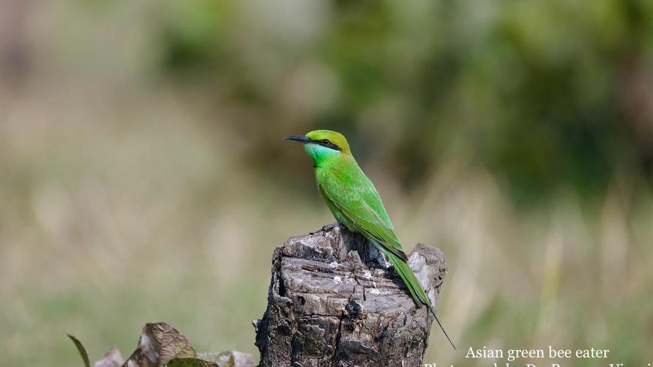  - Asian Green Bee Eater