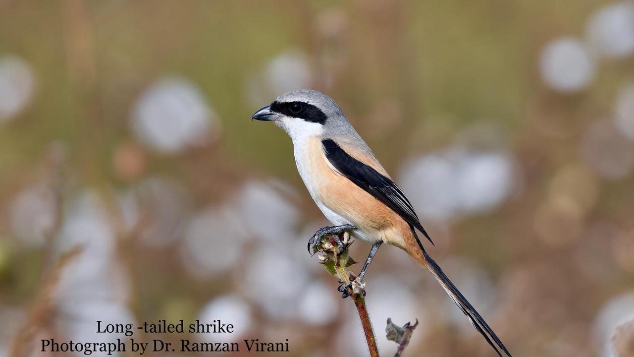  - Long-Tailed Shrike