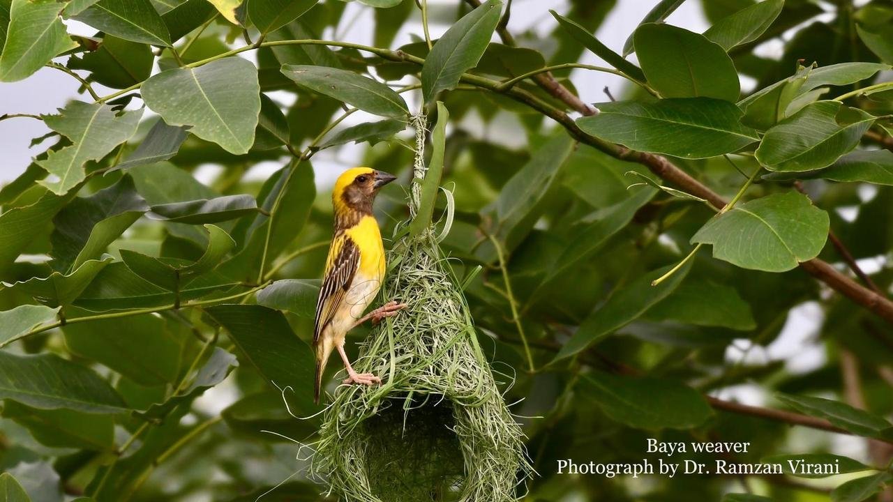  - Baya Weaver