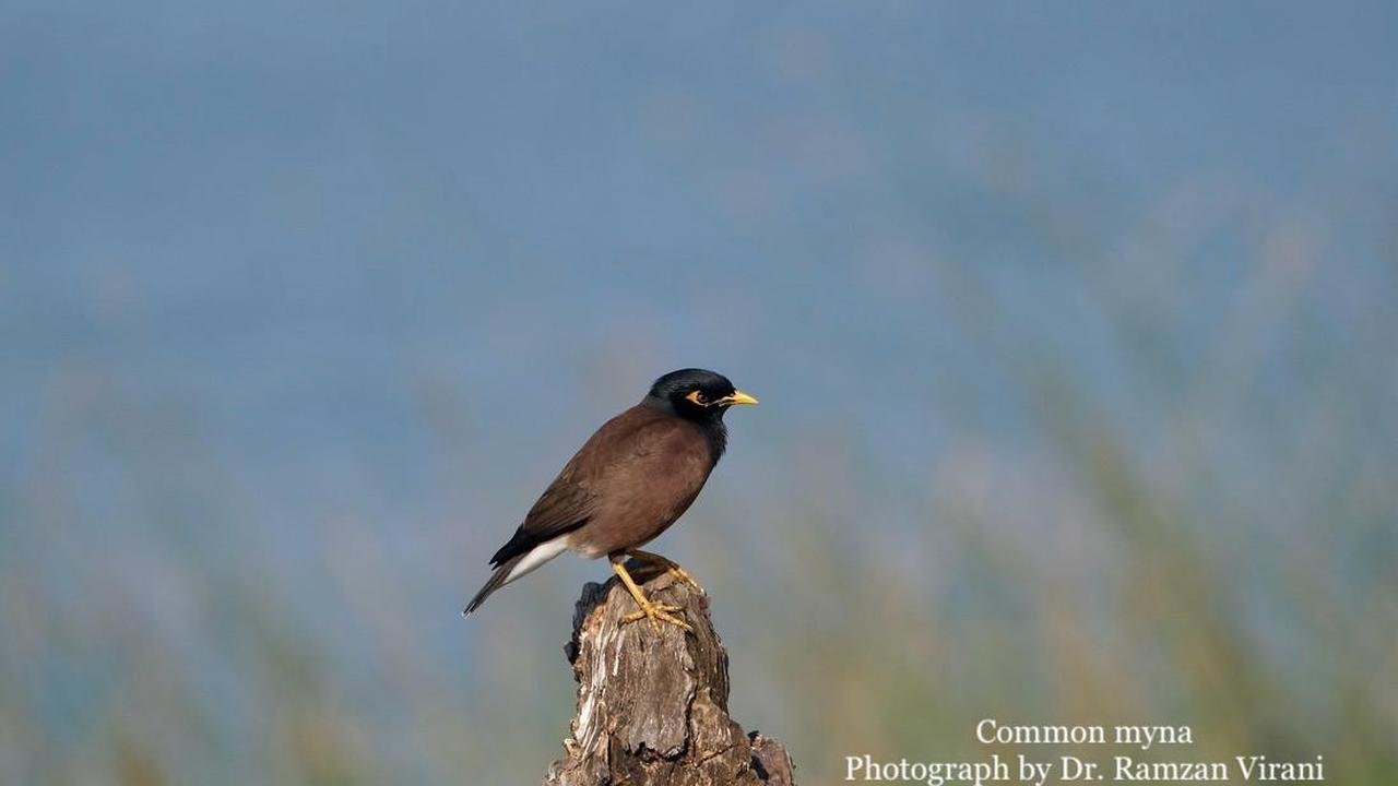  - Common Myna