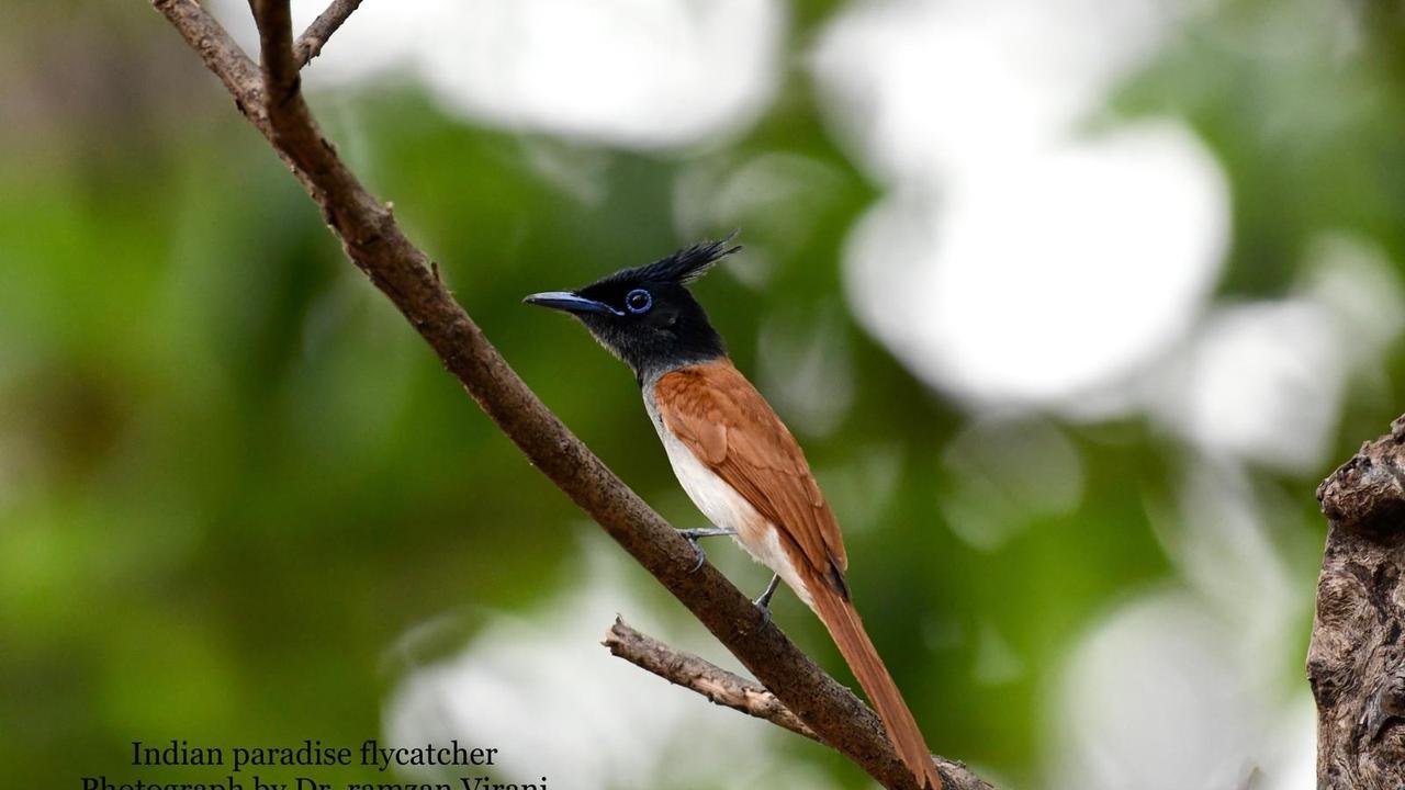  - Indian Paradise Flycatcher 