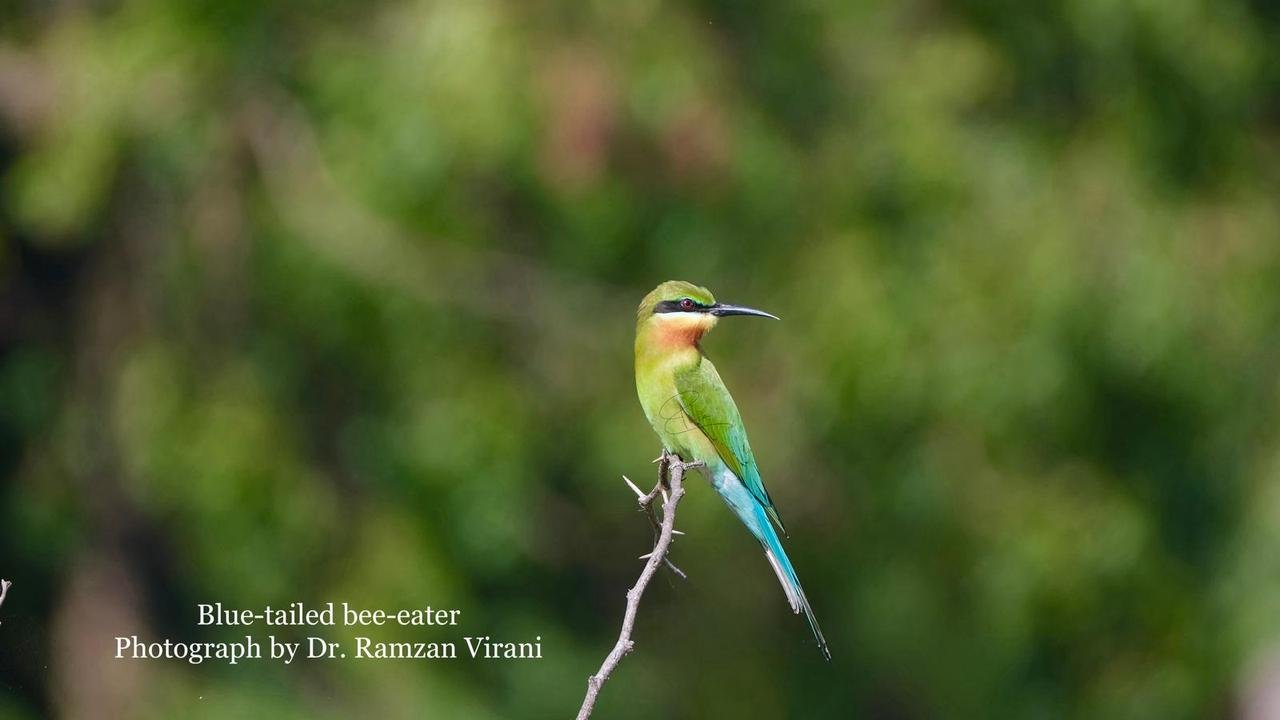  - Blue-Tailed Bee Eater