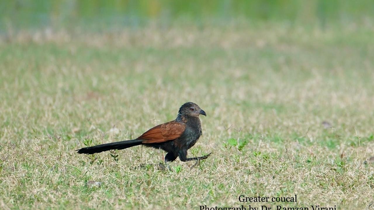  - Greater Coucal