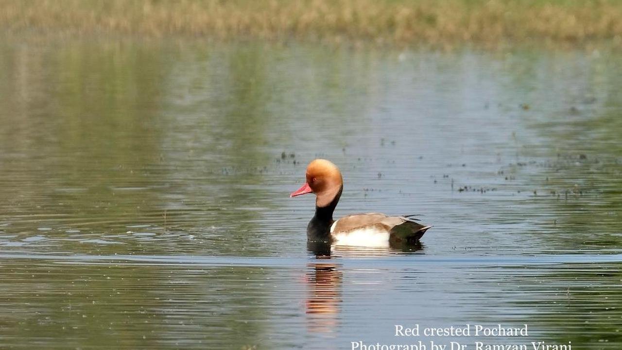  - Red Crested Pochard