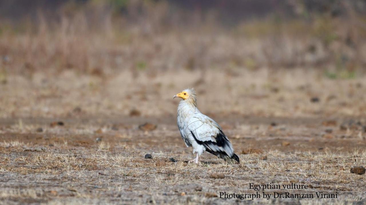  - Egyptian Vulture