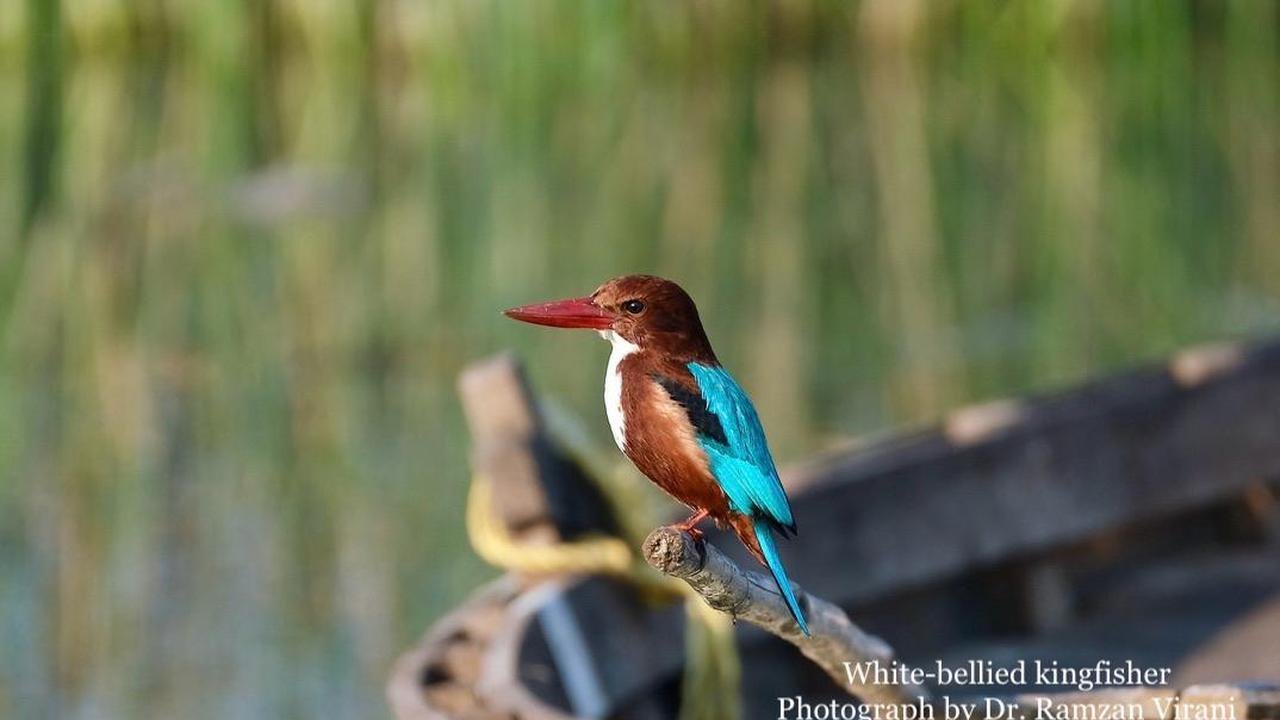  - White-Bellied Kingfisher