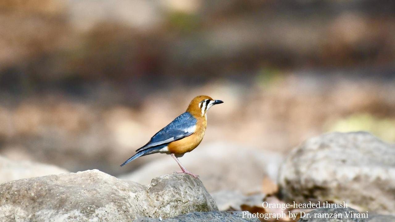  - Orange-Headed Thrush