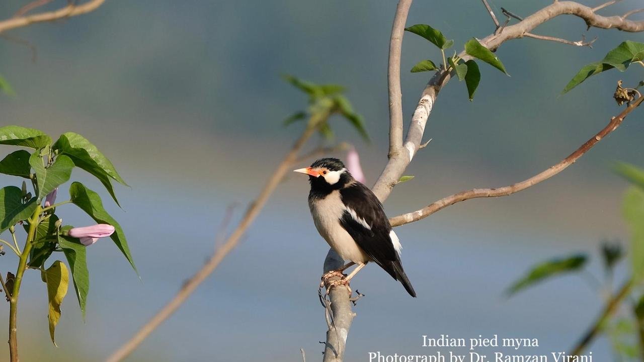  - Indian Pied Myna